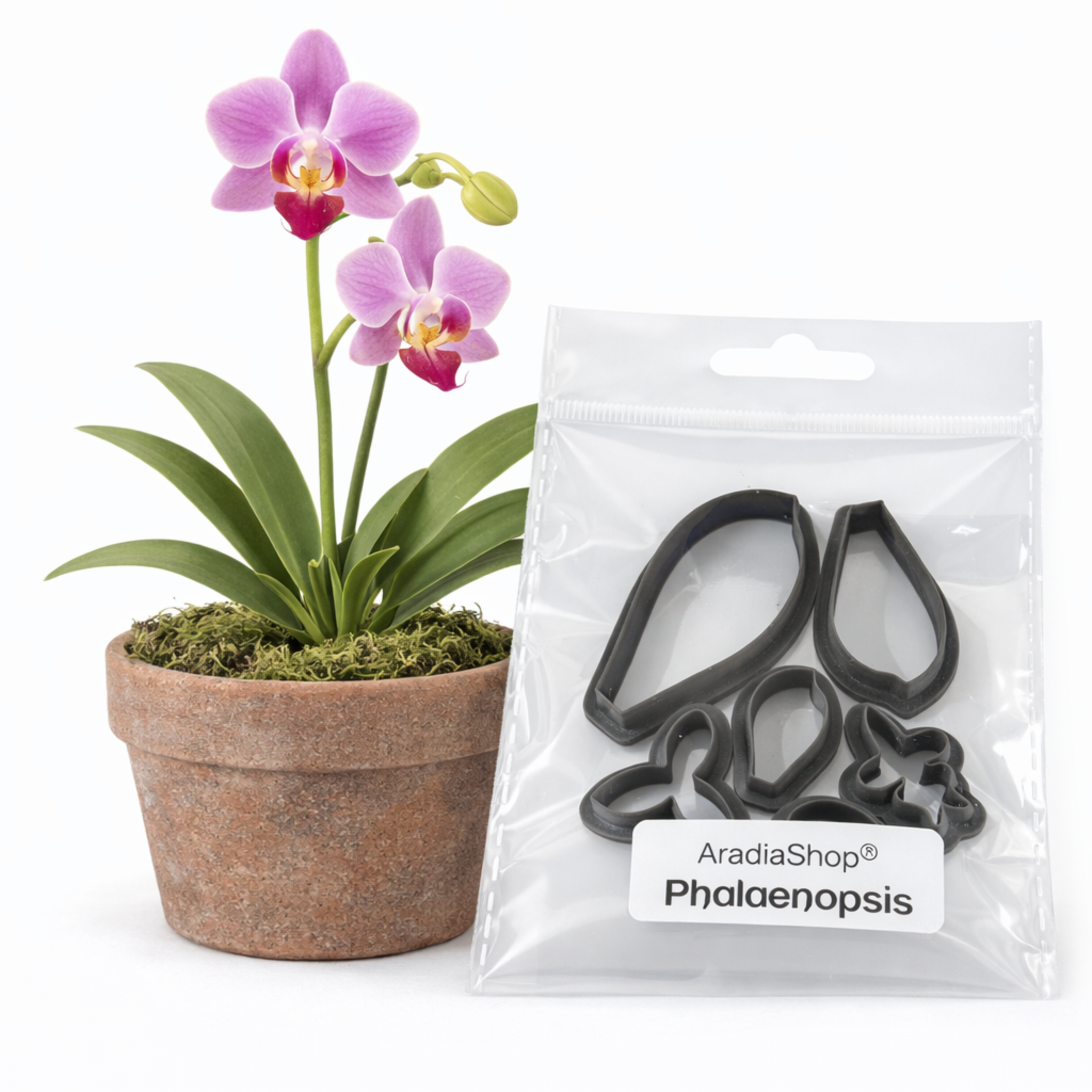 Cortadores de orquidea phalaenopsis AradiaShop junto a planta real como referencia para porcelana fria