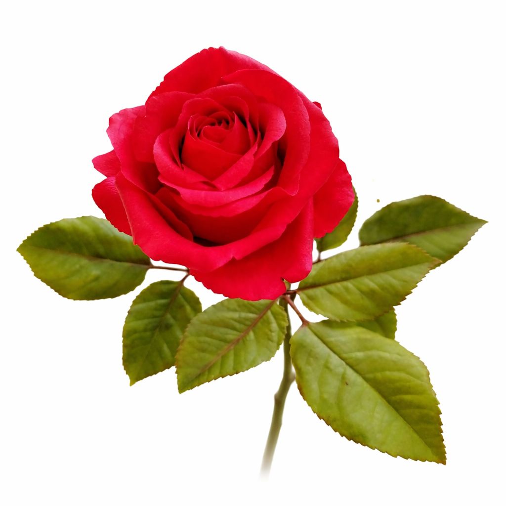 Inspiración y Trabajos en Porcelana Fría