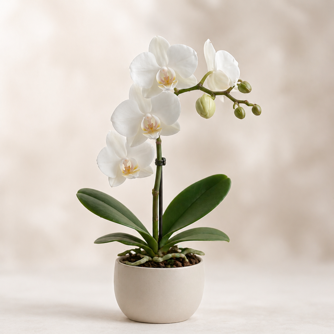 orquídea mini phalaenopsis en porcelana fría realista hecha a mano