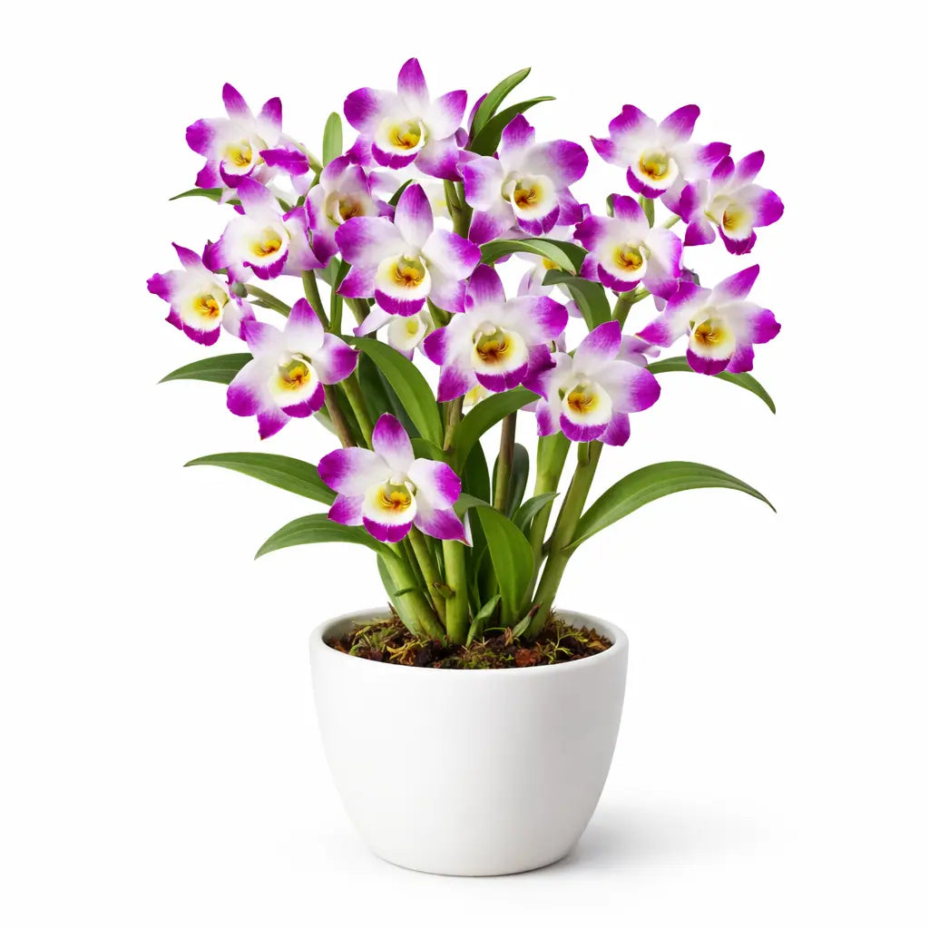 Set Mini Cortadores Orquídea Dendrobium | Para Porcelana Fría y Fondant AradiaShop