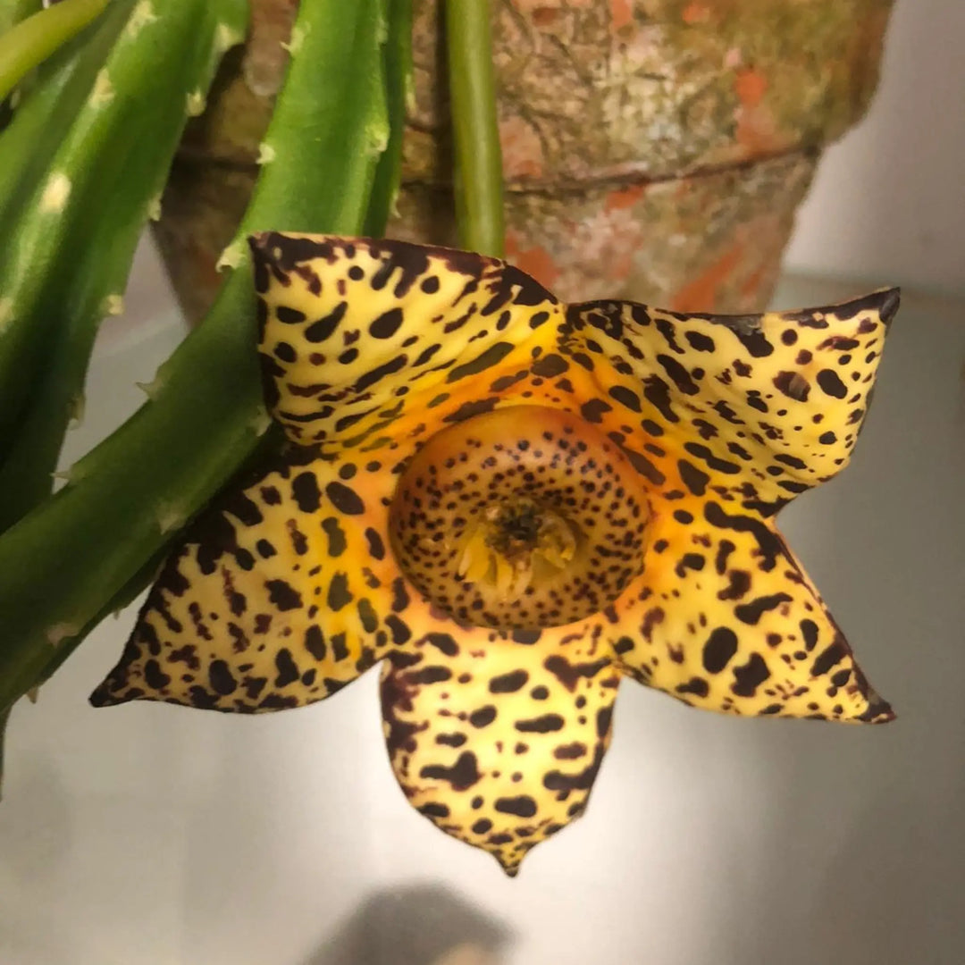Stapelia AradiaShop