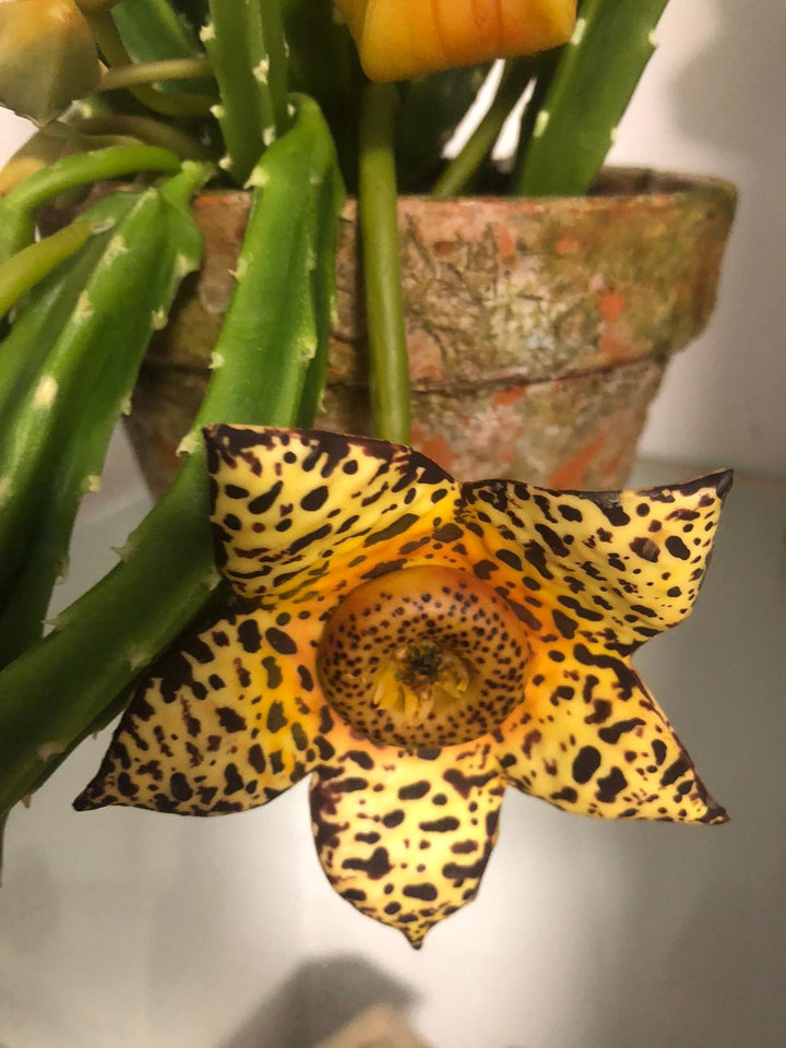 Curso de Stapelia en porcelana fría + Kit de materiales AradiaShop