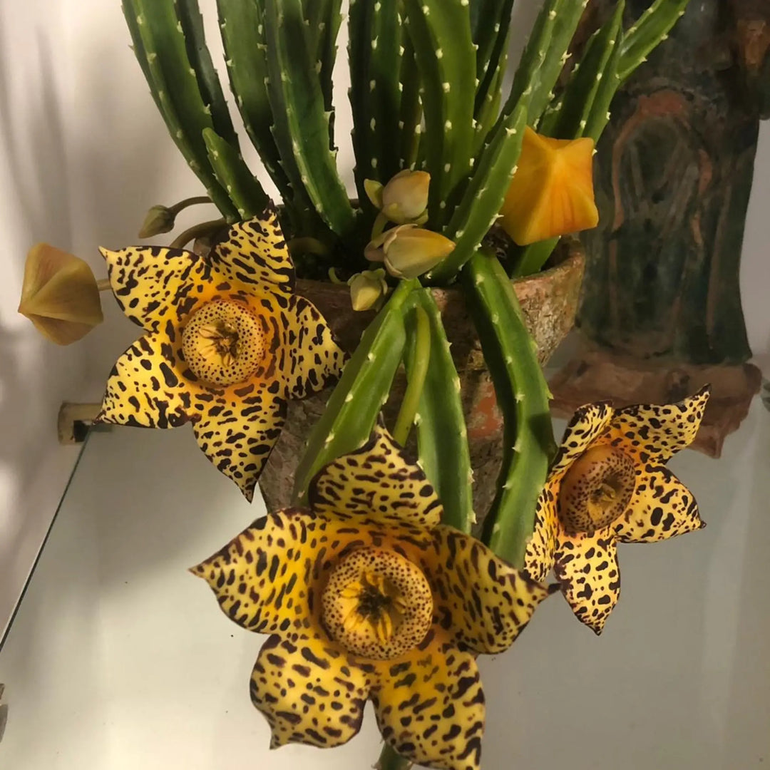 Stapelia AradiaShop
