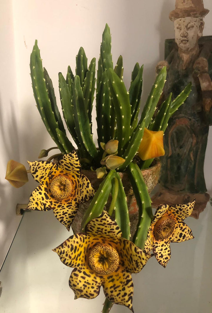 Curso de Stapelia en porcelana fría + Kit de materiales AradiaShop