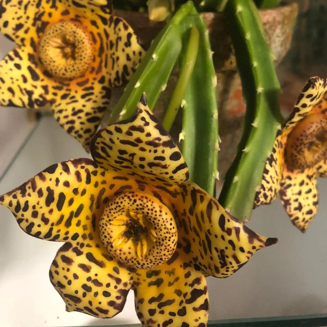 Stapelia AradiaShop