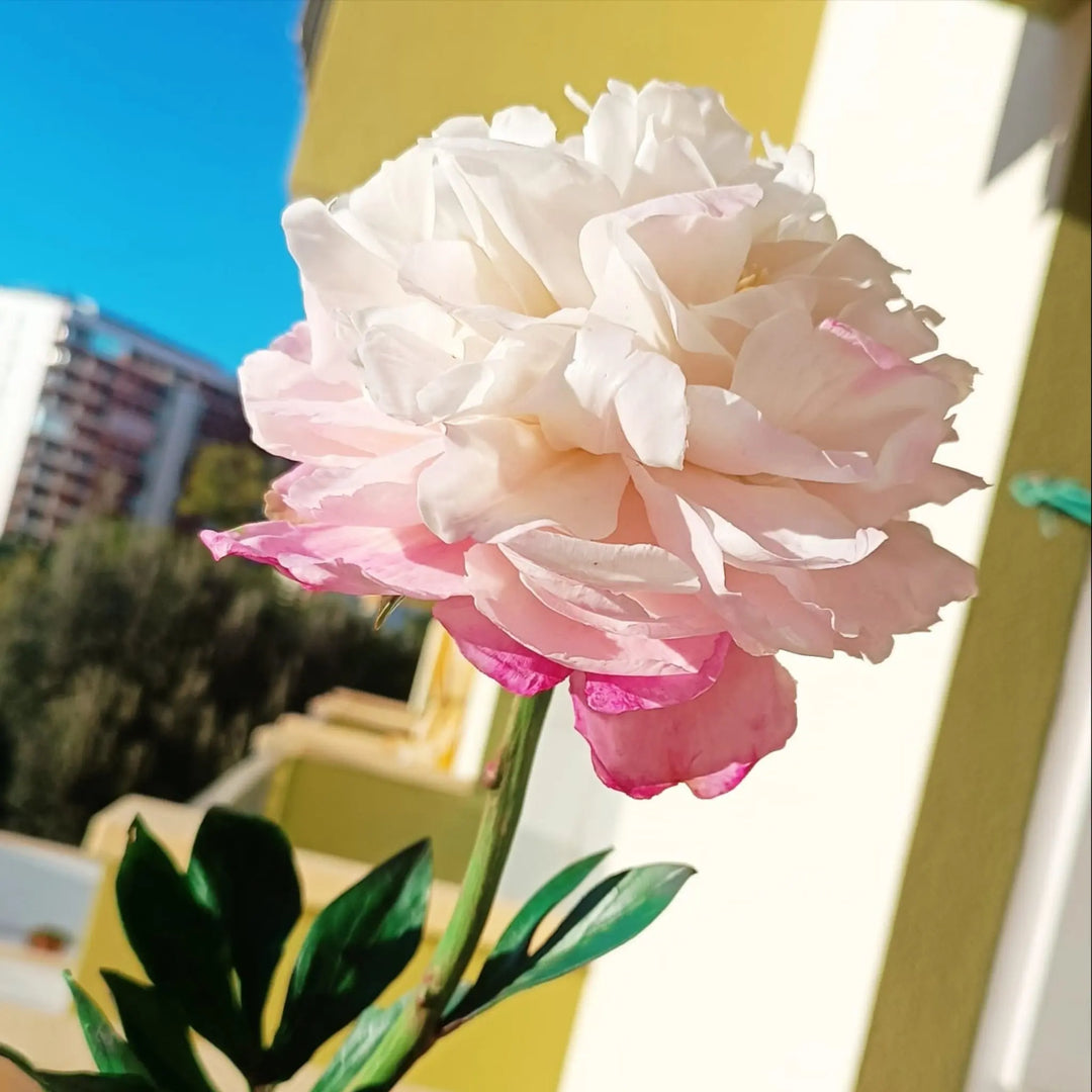 Peonia AradiaShop