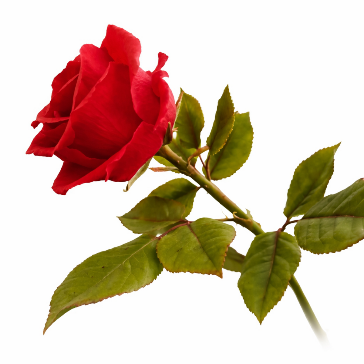 Set para Hacer Rosas de Porcelana Fría | Cortadores y Nervador Realista AradiaShop