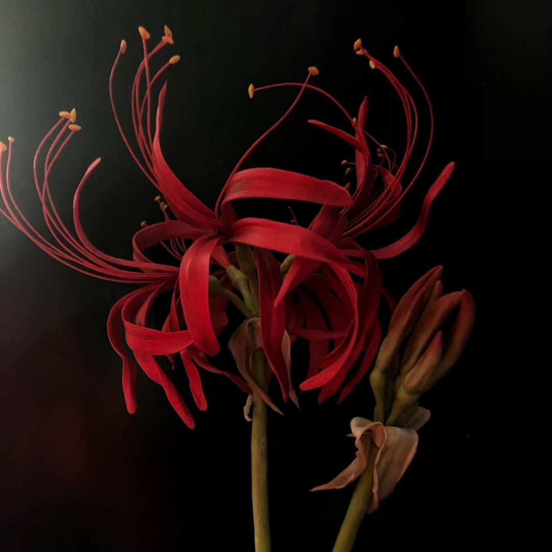 Lycoris – Molde Floral Kawaii para Porcelana Fría
