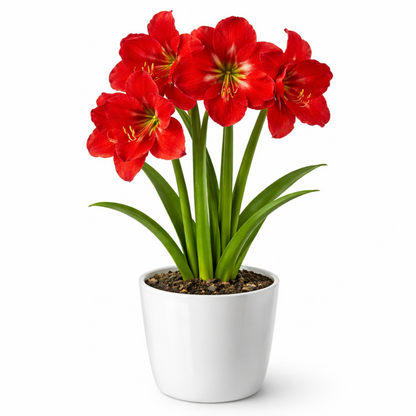 flor de amarilis natural referencia de forma y estructura