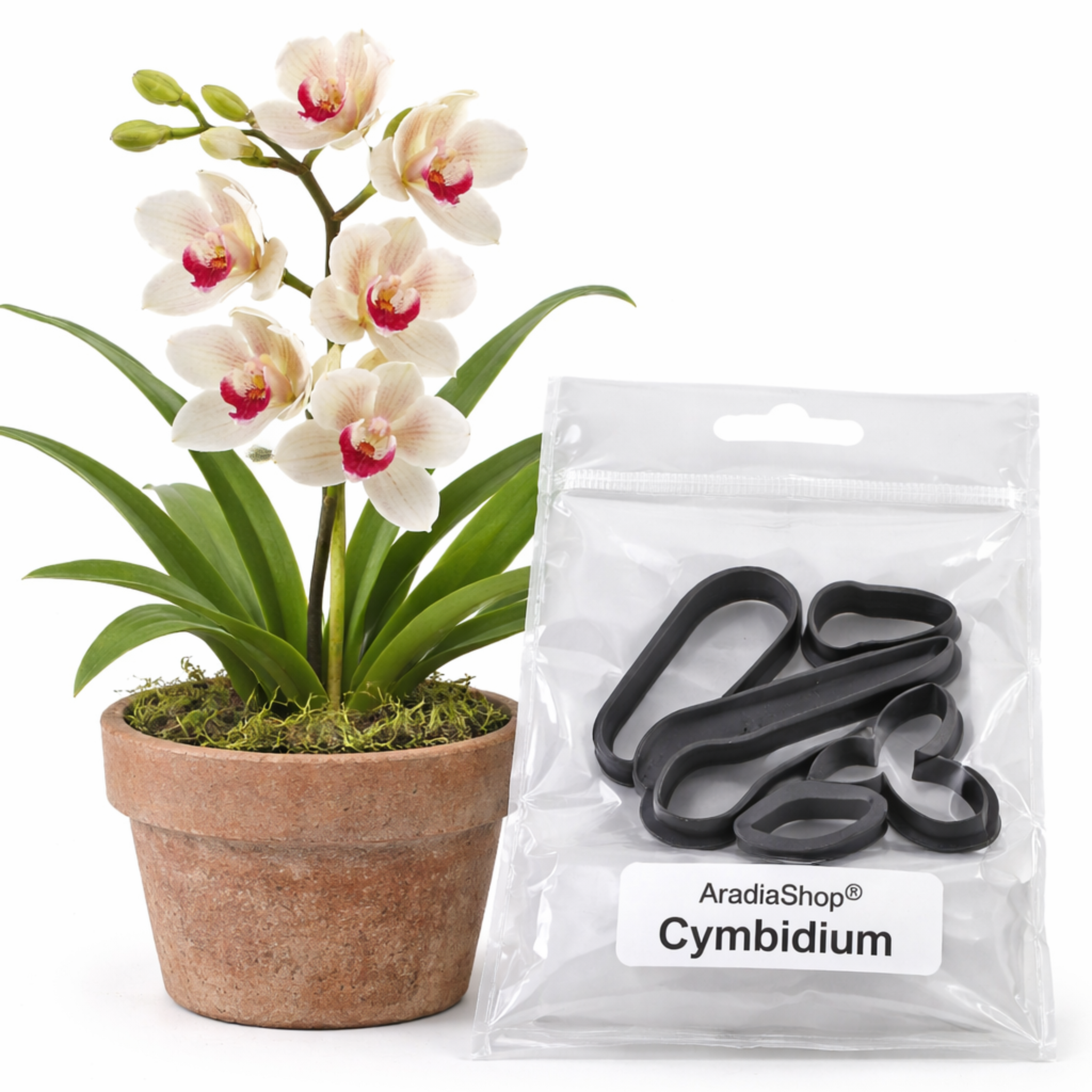 Cortadores Cymbidium AradiaShop para porcelana fria presentados con orquidea en maceta