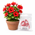 Cortadores de hibiscus en miniatura AradiaShop junto a planta real como referencia
