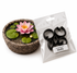 Cortadores de nenufar AradiaShop junto a planta real como referencia para porcelana fria