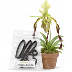 Cortadores Paphiopedilum AradiaShop junto a planta real como referencia para porcelana fria