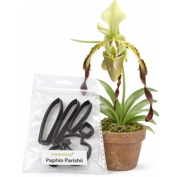 Cortadores Paphiopedilum AradiaShop junto a planta real como referencia para porcelana fria
