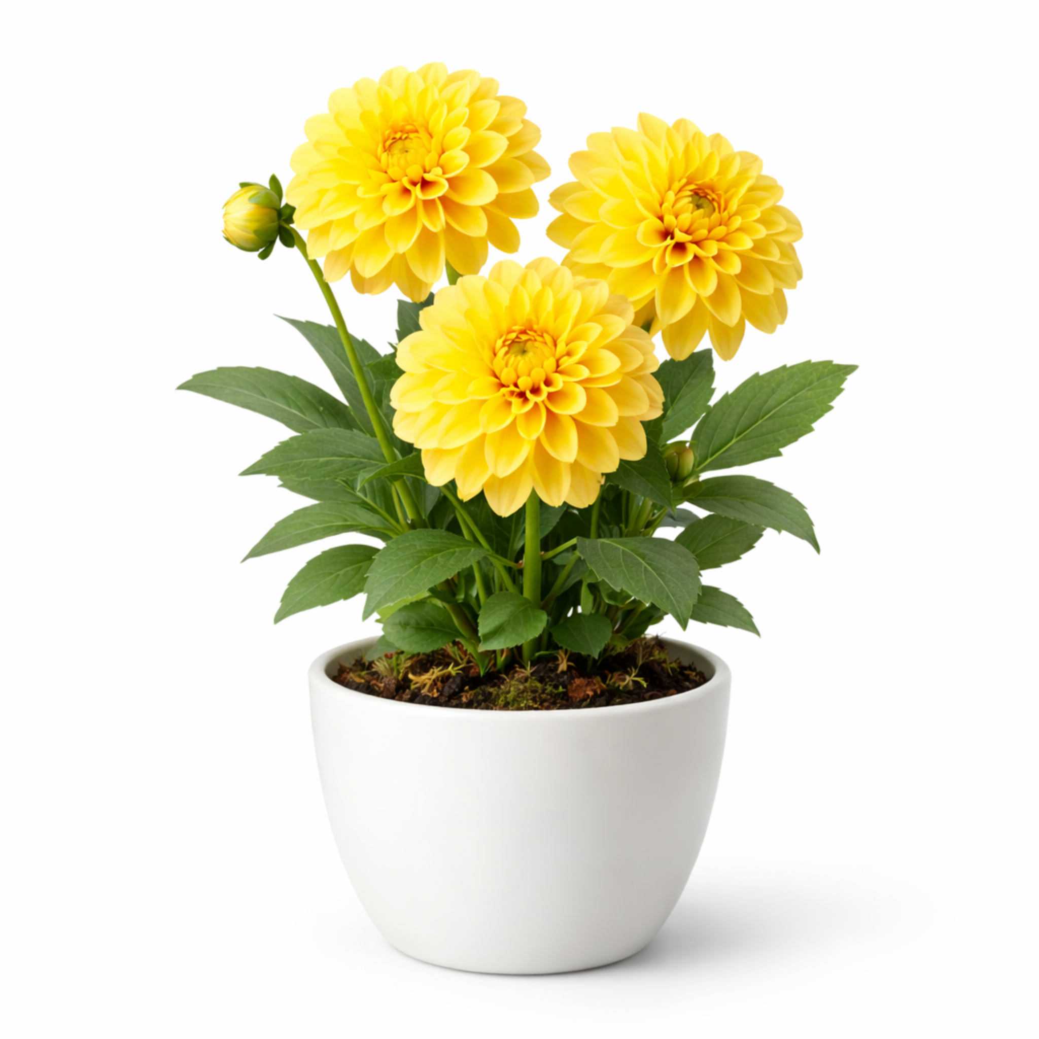 Flor de dalia amarilla hecha con porcelana fria con cortadores AradiaShop