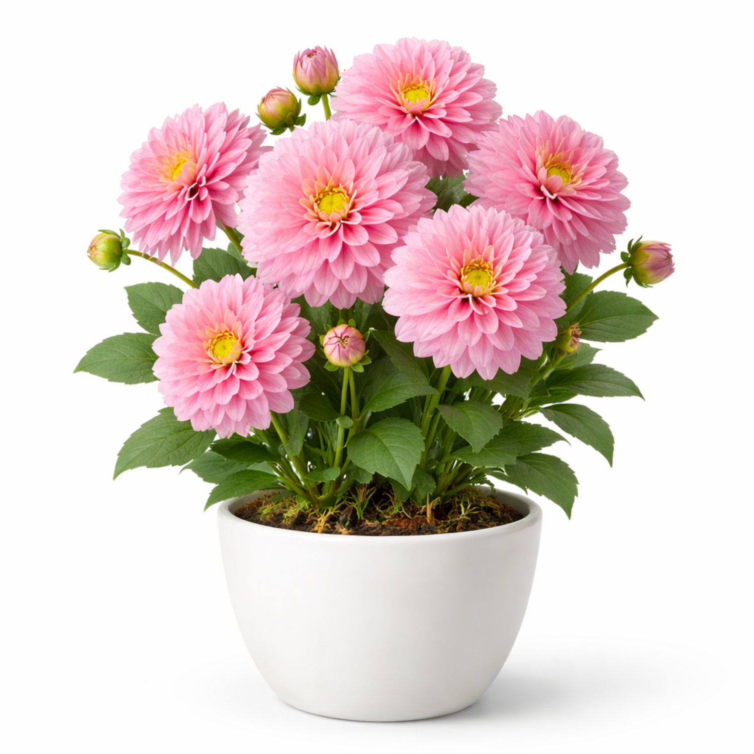 Flor de dalia rosa realizada con porcelana fria usando cortadores AradiaShop