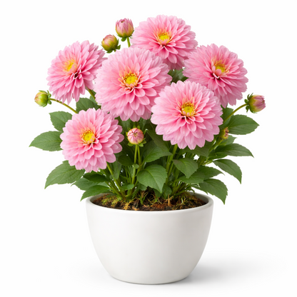 Flor de dalia rosa realizada con porcelana fria usando cortadores AradiaShop