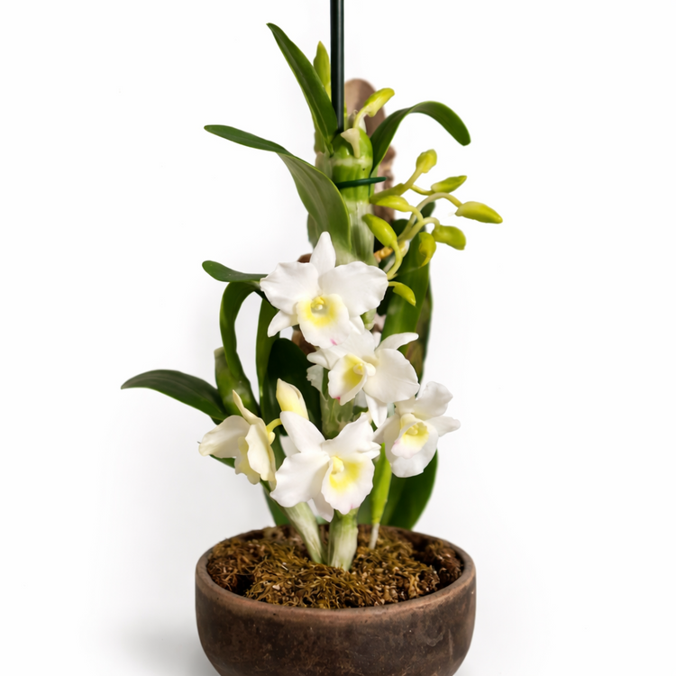 Orquidea Dendrobium realizada en porcelana fria resultado del curso AradiaShop