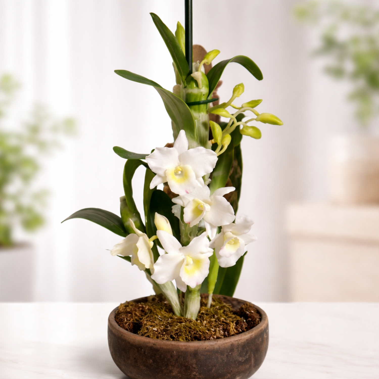 Orquidea Dendrobium en porcelana fria con fondo decorativo realizada con cortadores y nervadores AradiaShop