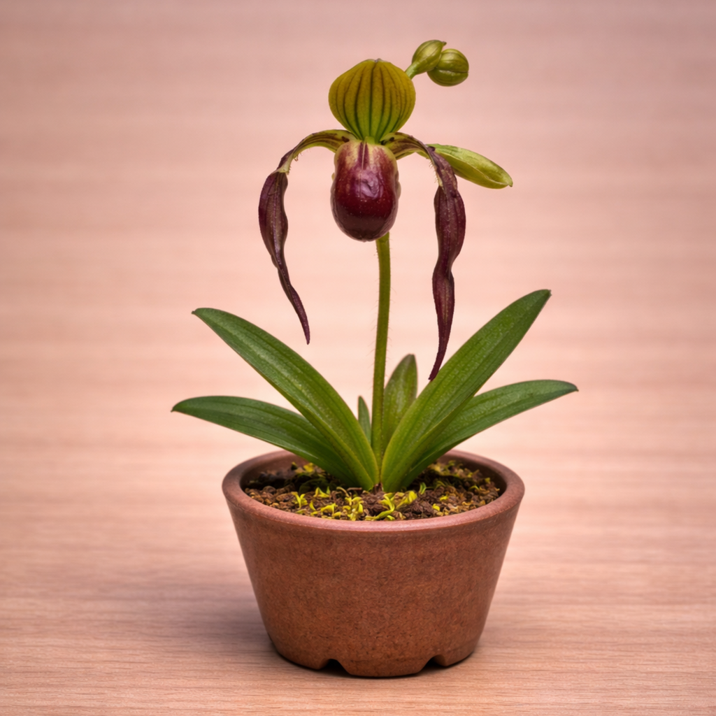Flor Paphiopedilum realizada con porcelana fria usando cortadores AradiaShop