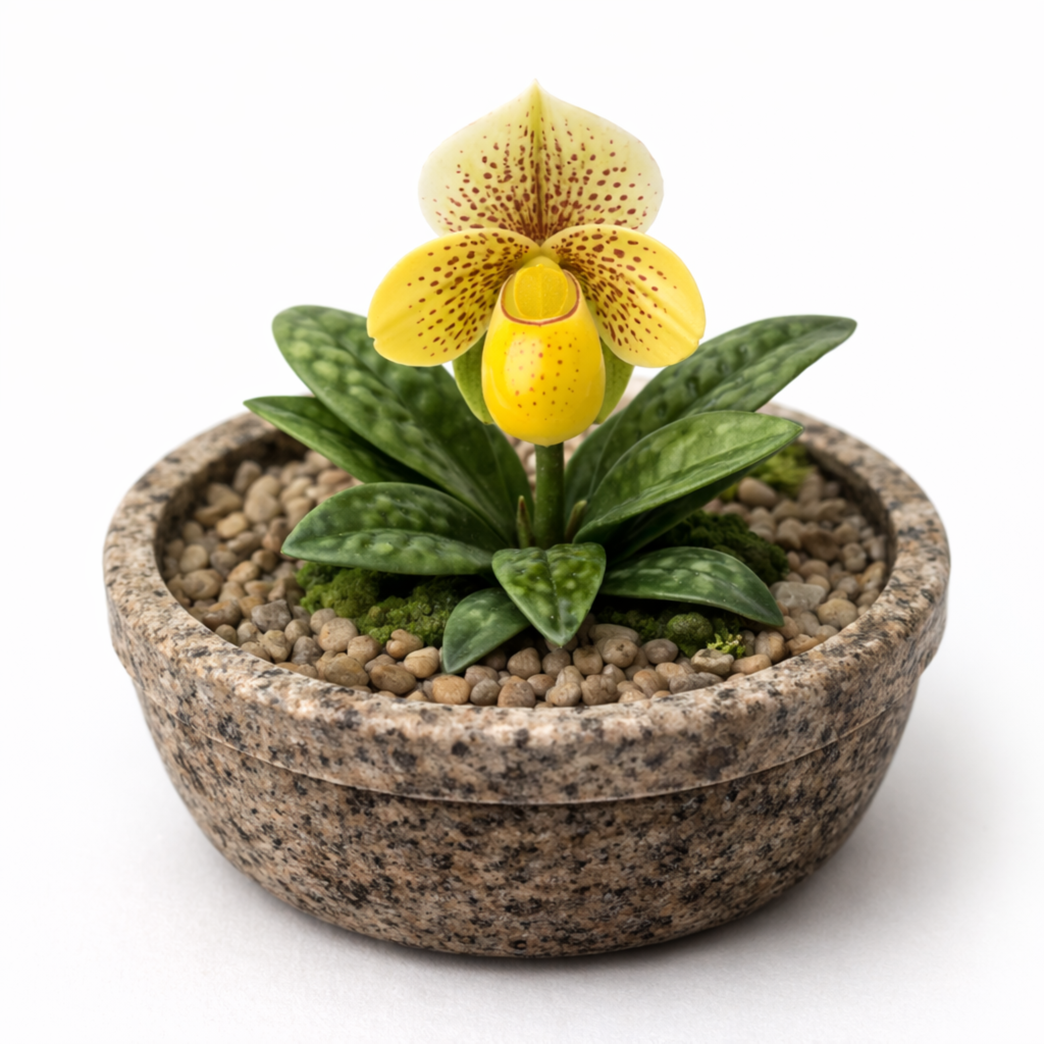 Paphiopedilum en porcelana fria en maceta redonda amarilla usando cortadores AradiaShop