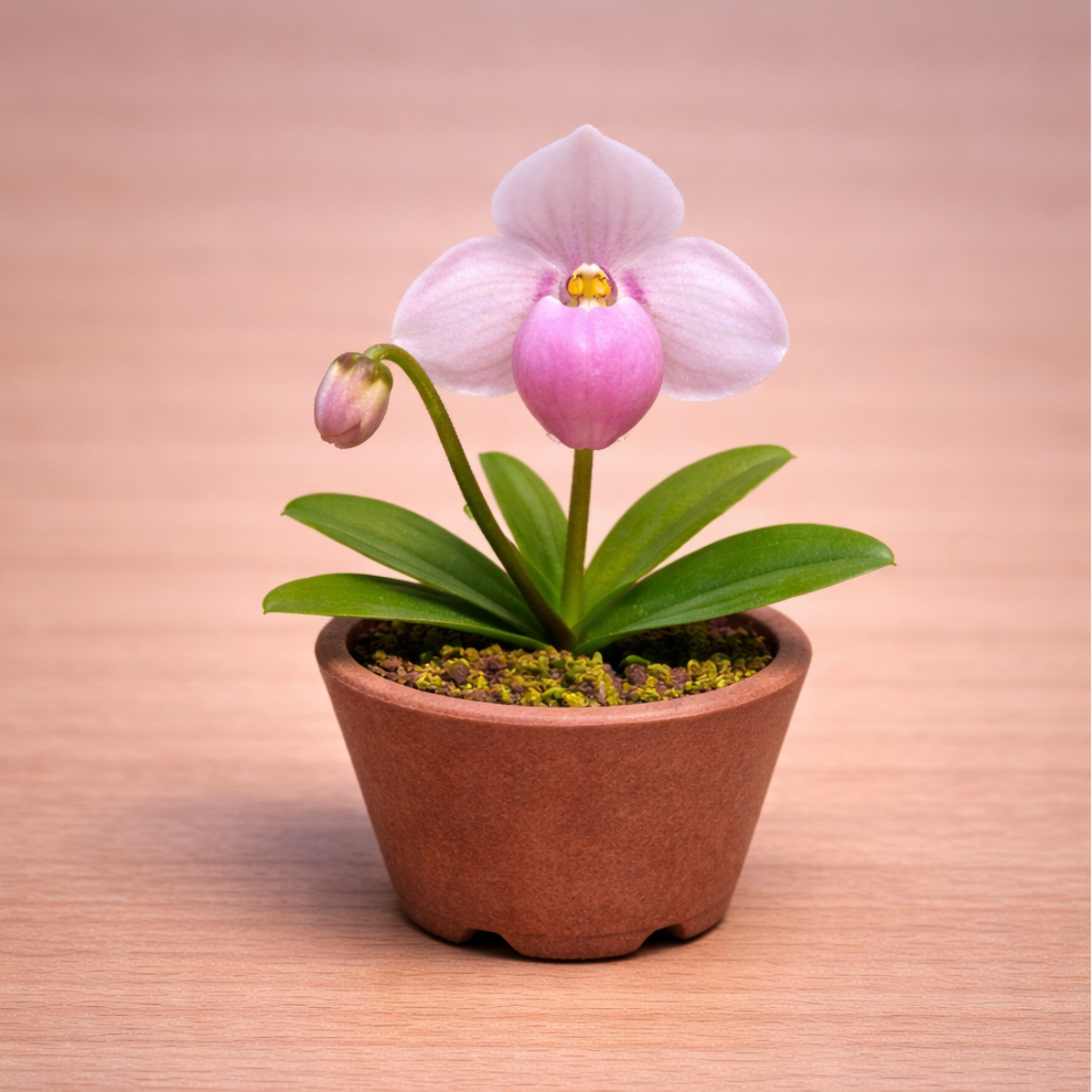 Variaciones de Paphiopedilum en porcelana fria con diferentes colores realizadas con cortadores AradiaShop