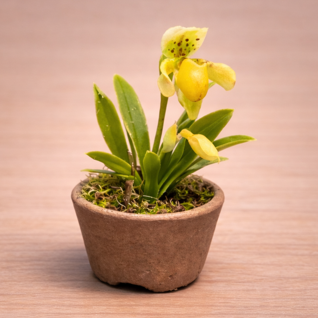 Variaciones de Paphiopedilum en porcelana fria con diferentes colores realizadas con cortadores AradiaShop
