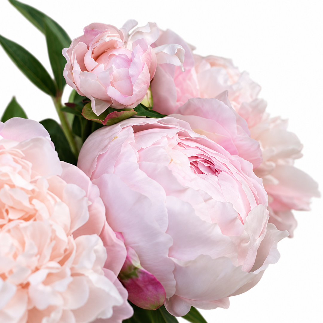 Curso de Peonía Tradicional en Porcelana Fría + Kit de Materiales AradiaShop