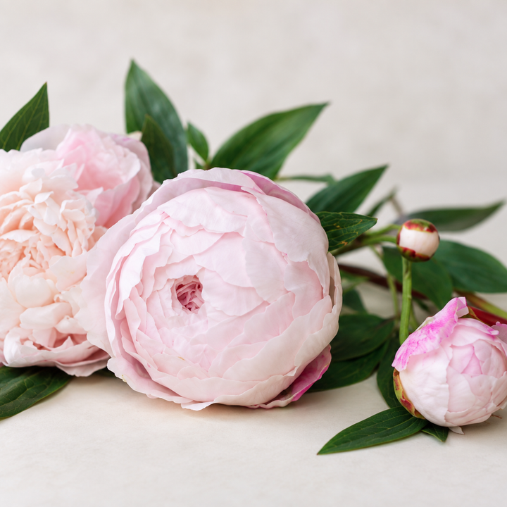 Curso de Peonía Tradicional en Porcelana Fría + Kit de Materiales AradiaShop