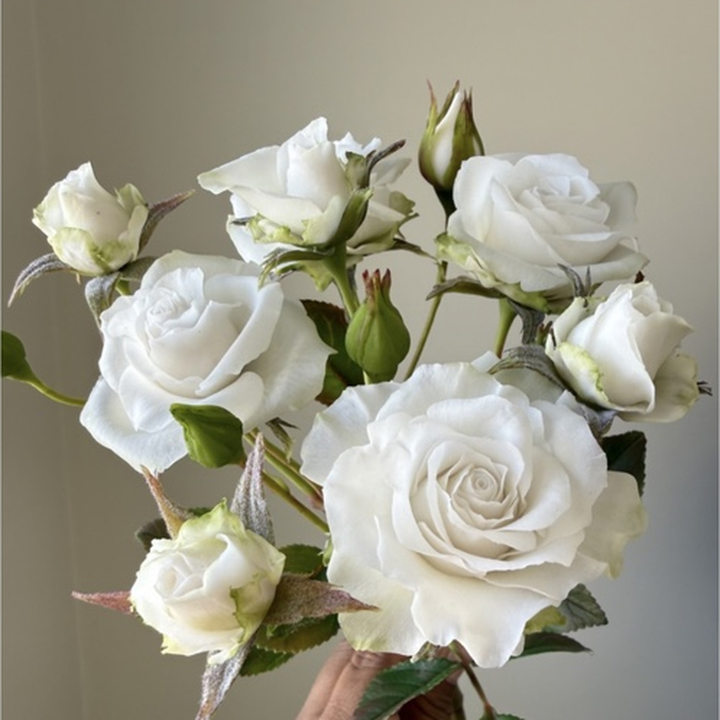Curso Ramo de Rosal Mini en Porcelana Fría + Kit de Materiales AradiaShop