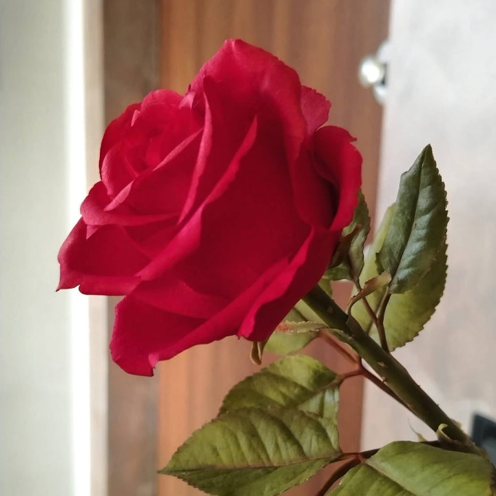 Rosa de porcelana fría con pétalos realistas modelados con cortadores y nervador de rosa