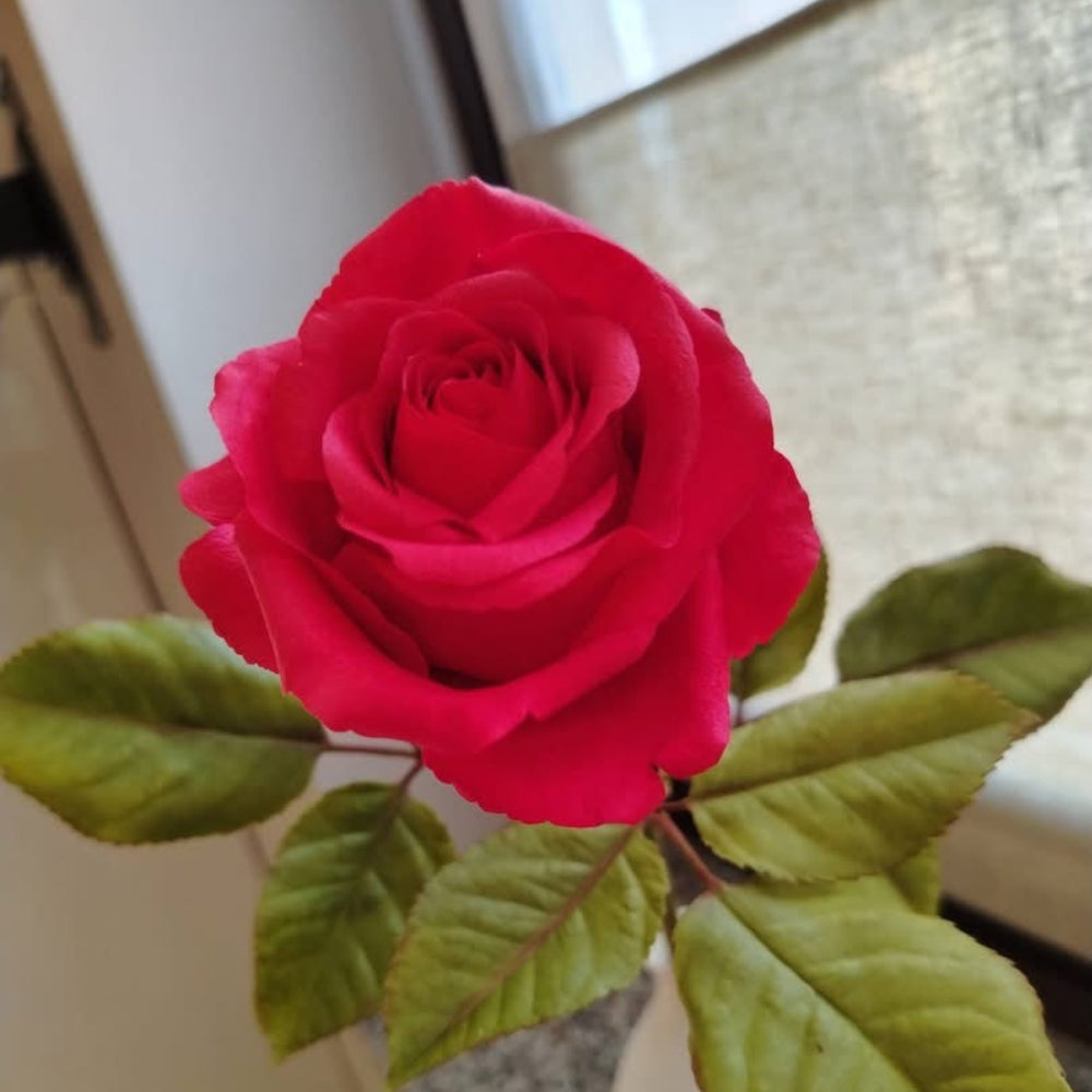 Rosa realista de porcelana fría con pétalos detallados modelados con cortadores y nervador