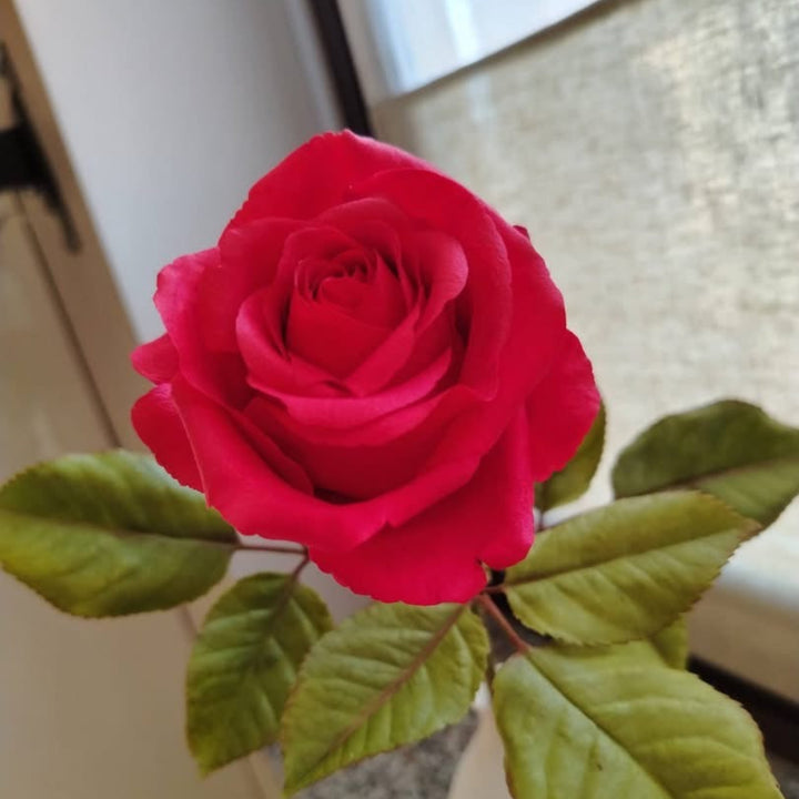 Rosa realista de porcelana fría con pétalos detallados modelados con cortadores y nervador